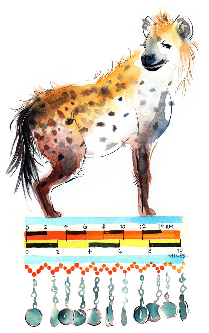 Hyena map - SUSANNA CHAPMAN